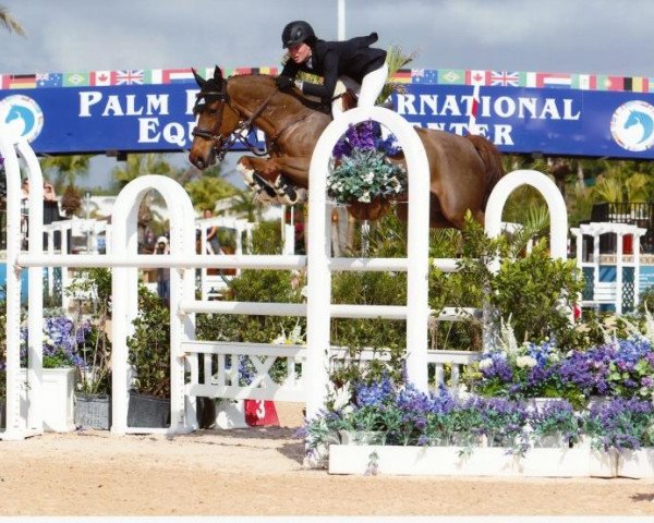 Springpferd Dollar van het Eigenlo DH (Belgisches Warmblut, 2003, von Heartbreaker) Springpferd Dollar van het Eigenlo DH (Belgisches Warmblut, 2003, von Heartbreaker)