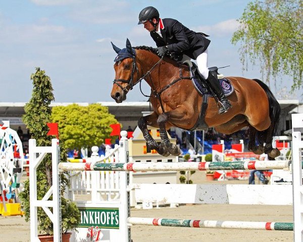 jumper Vinchester Pkz (KWPN (Royal Dutch Sporthorse), 2003, from Heartbreaker)