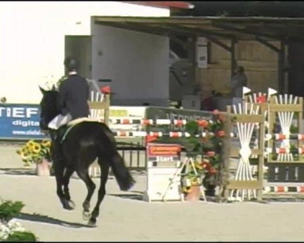 Zuchtstute Cyra la Noire (Hannoveraner, 2001, von Carbid 3)