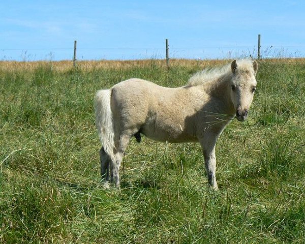 Pferd Kovu von den Hunsrückponys (Shetland Pony, 2012, von Kimba)