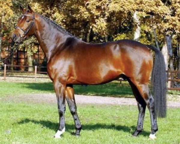 Deckhengst Distelzar (Trakehner, 1998, von Gribaldi) Deckhengst Distelzar (Trakehner, 1998, von Gribaldi)
