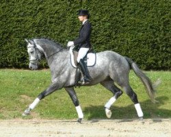 Deckhengst Interconti (Trakehner, 2000, von Consul)