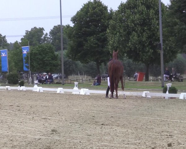 Reitturnier Münster-Roxel 2022