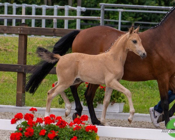 horse Day Dream (German Riding Pony, 2022, from D-Gold AT NRW)