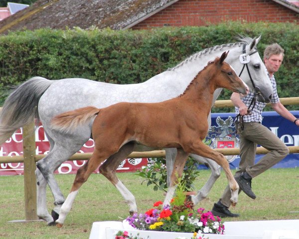 jumper Cassalini (Westphalian, 2012, from Casall Ask)