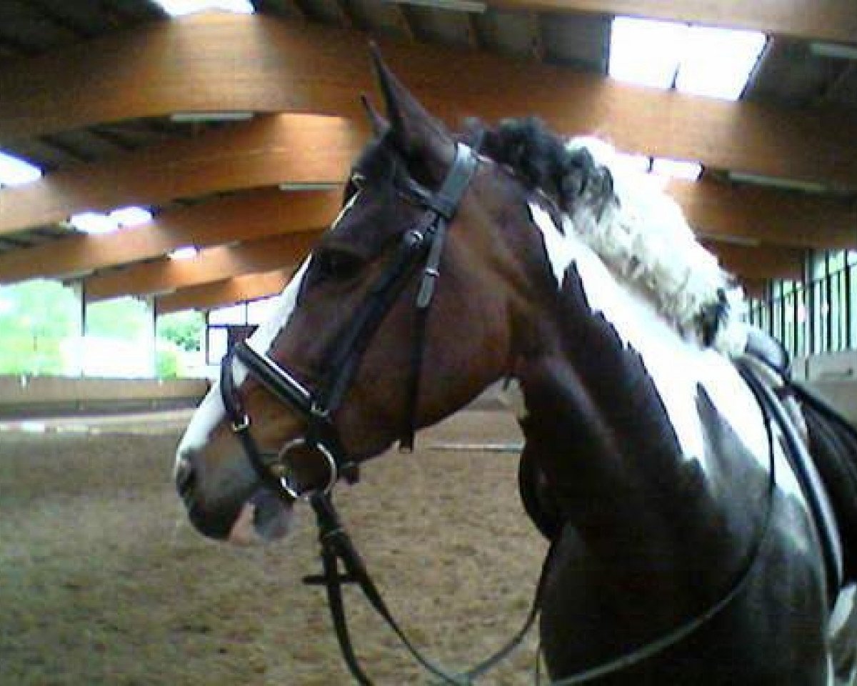 Dressurpferd Apache-Moon-Fire-M (Pinto/Hunter, 1997, von Nobody)