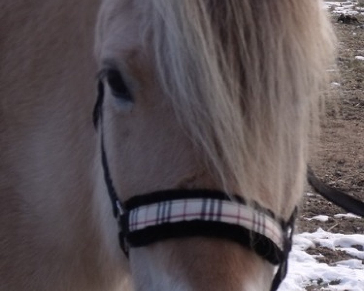 Hest Lisa (Fjordhest, 1997, fra Björlo)