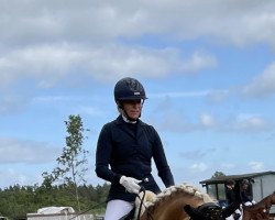 Jument d'élevage Finalmasquerade (Haflinger, 2014, de Stilton)