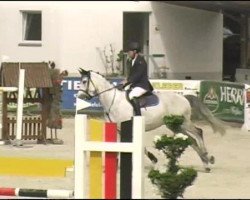 jumper Amaretto 223 (German Sport Horse, 2004, from Adelante I)