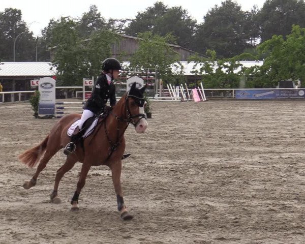 Reitturnier Haren-Raken 2022