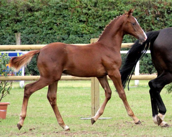 horse Hengst von Captain Jack (Westphalian, 2012, from Captain Jack 44)