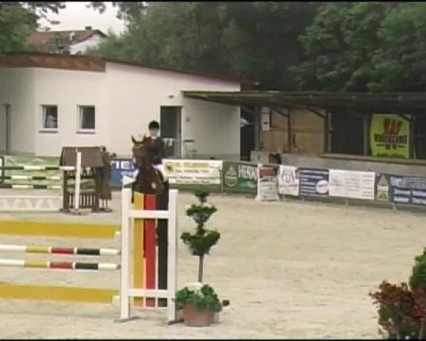 jumper Flash 224 (Hanoverian, 2004, from For Feeling)