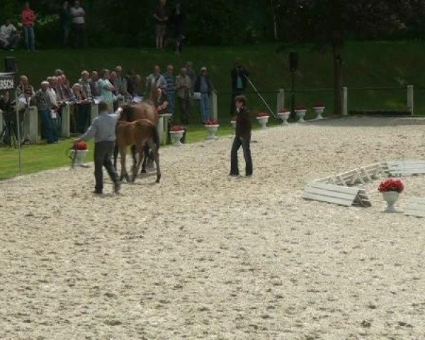 horse Fohlen (Westphalian, 2012, from Los Angeles)
