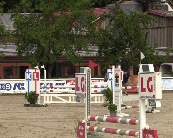 Reitturnier Haren-Raken 2022