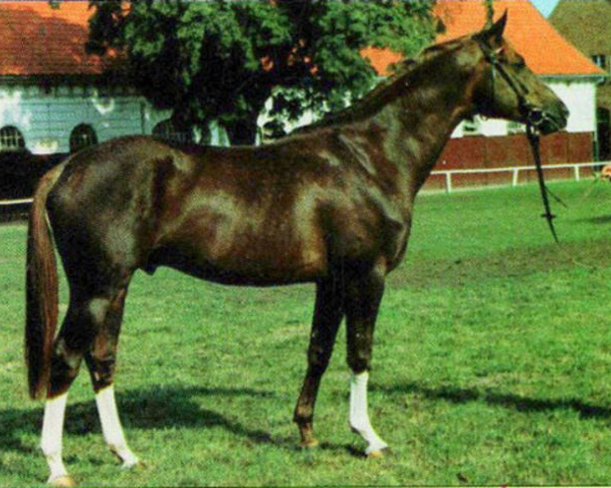 stallion Grenzfall (Trakehner, 1989, from Altan II 1378)