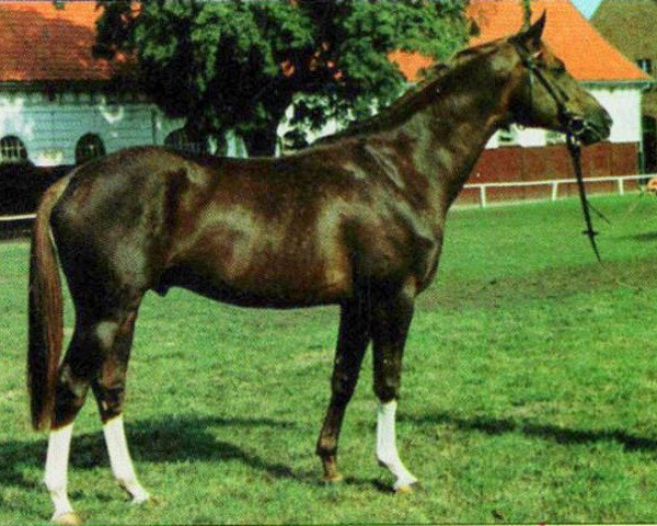 Deckhengst Grenzfall (Trakehner, 1989, von Altan II 1378)