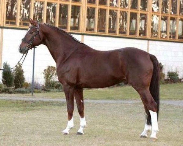 stallion Richelshagen (Oldenburg, 1994, from Rubinstein I) stallion Richelshagen (Oldenburg, 1994, from Rubinstein I)