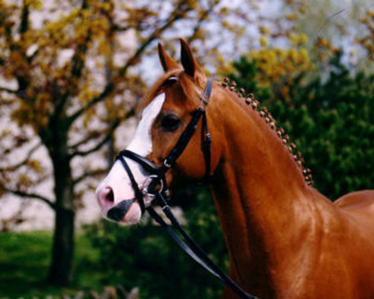 Deckhengst Top Nonstop (Deutsches Reitpony, 1991, von Nantano)