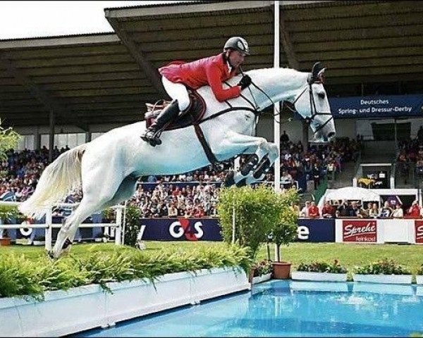 stallion Cool Man (Holsteiner, 1993, from Contender) stallion Cool Man (Holsteiner, 1993, from Contender)