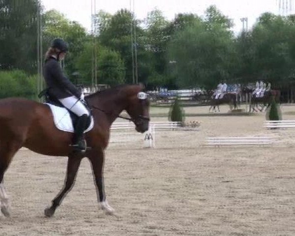 dressage horse Friedalina (Westphalian, 2004, from Fürst Piccolo)