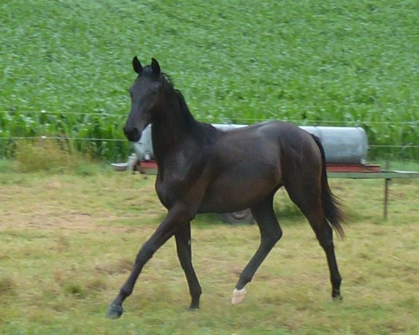 horse Kamaro D (Westphalian, 2011, from Kostolany)