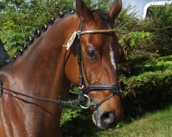 dressage horse Rosenstolz 89 (Oldenburg, 2004, from Roadster)