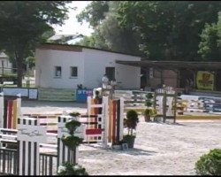 jumper Cuwait (Holsteiner, 2002, from Colman)