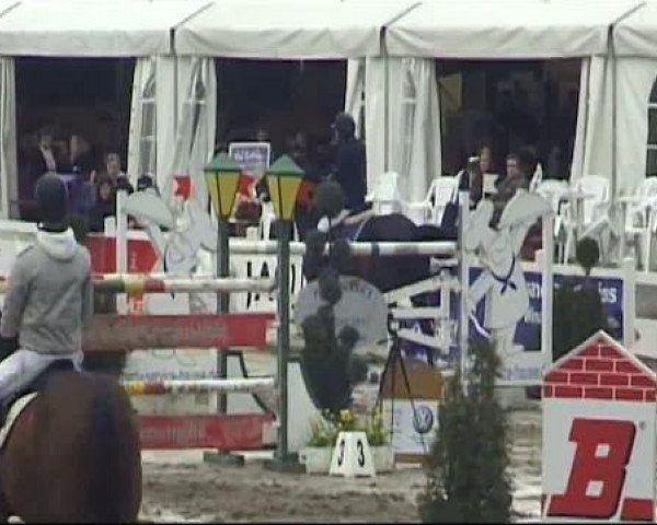 broodmare Ticannaf (KWPN (Royal Dutch Sporthorse), 2000, from Gran Corrado)