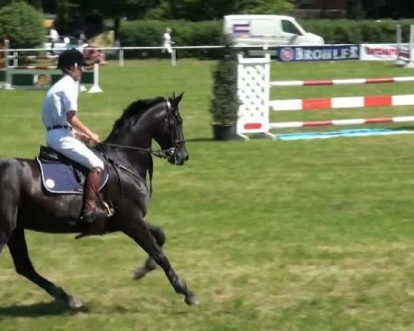 jumper Duchess Desiree (Oldenburg, 2005, from Don Primero)