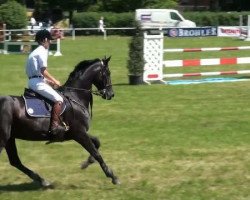 Springpferd Duchess Desiree (Oldenburger, 2005, von Don Primero)
