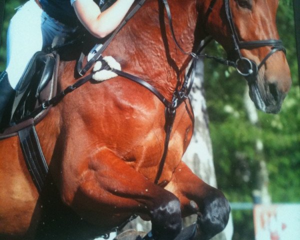 Caballo de salto Accryl (Mecklenburger, 2005, de Actros)