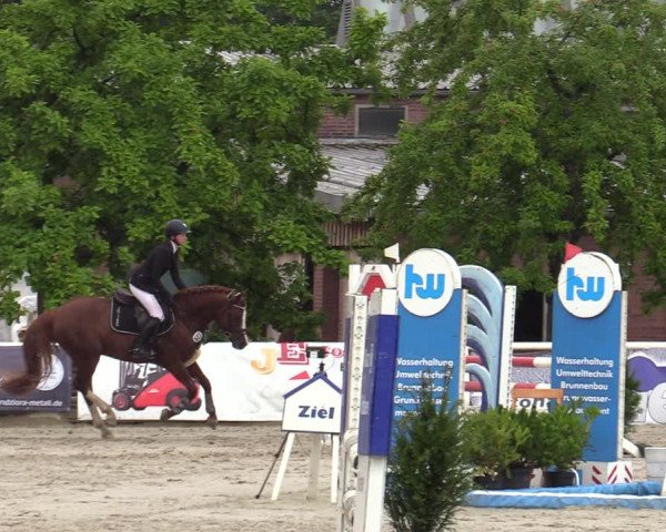Reitturnier Haren-Raken 2022