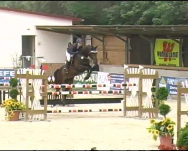 jumper First Choice 19 (Hanoverian, 2007, from For Edition) jumper First Choice 19 (Hanoverian, 2007, from For Edition)