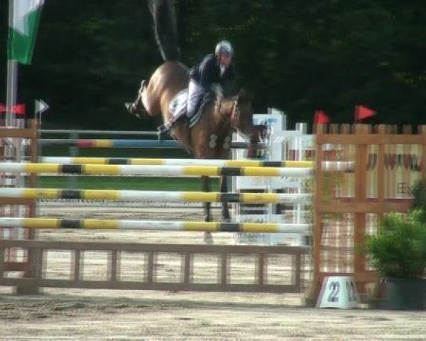 jumper Lexus (Holsteiner, 1998, from Lasino)