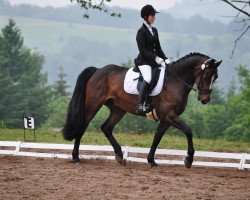 dressage horse Piccolo Esprit (Rhinelander, 2002, from Polypur)