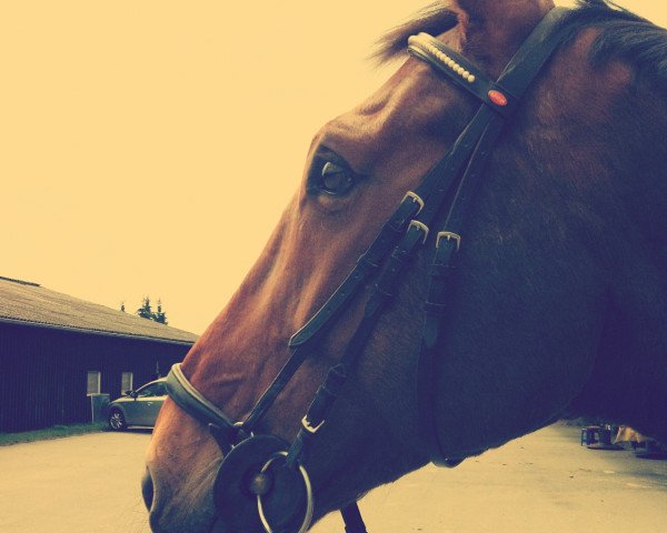 jumper Oasis HP (Belgium Sporthorse, 1998, from Kashmir van't Schuttershof) jumper Oasis HP (Belgium Sporthorse, 1998, from Kashmir van't Schuttershof)
