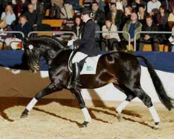 stallion Rubin Star N (Oldenburg, 1991, from Rubinstein I)