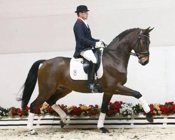 dressage horse Sir Deauville (Oldenburg, 2005, from Sir Donnerhall I)