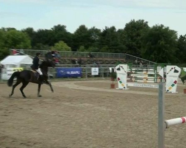jumper Rafale 4 (Belgian Warmblood, 2001, from Athletico)