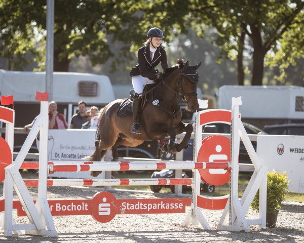 jumper Fräulein Florentyna (Hanoverian, 2015, from Tannenhof's Fahrenheit)