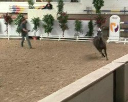 jumper Top Zazou (German Riding Pony, 2009, from Top Zento)