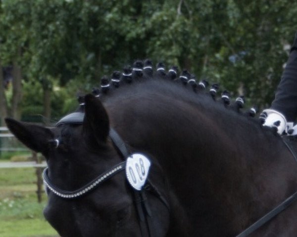 horse Denegro 3 (Oldenburg, 2015, from Negro)