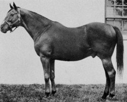 stallion Sun Teddy xx (Thoroughbred, 1933, from Teddy xx)
