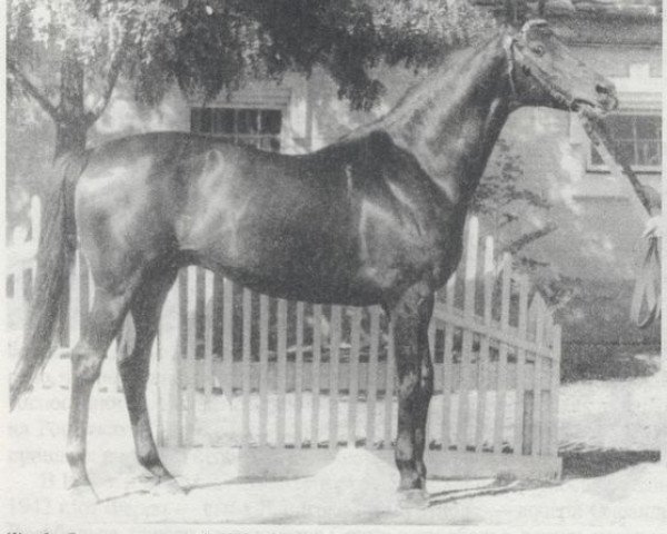 Deckhengst Ekspromt (Russisch Trakehner, 1955, von Eifel ex Perkeo)