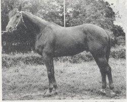Deckhengst Ech-Ma (Russisch Trakehner, 1965, von Ekspromt)