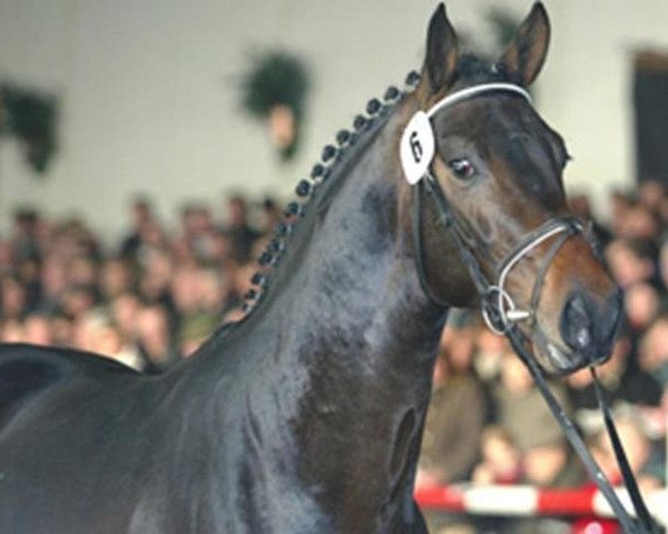 Deckhengst Quinta Real (KWPN (Niederländisches Warmblut), 2003, von Quite Easy I) Deckhengst Quinta Real (KWPN (Niederländisches Warmblut), 2003, von Quite Easy I)