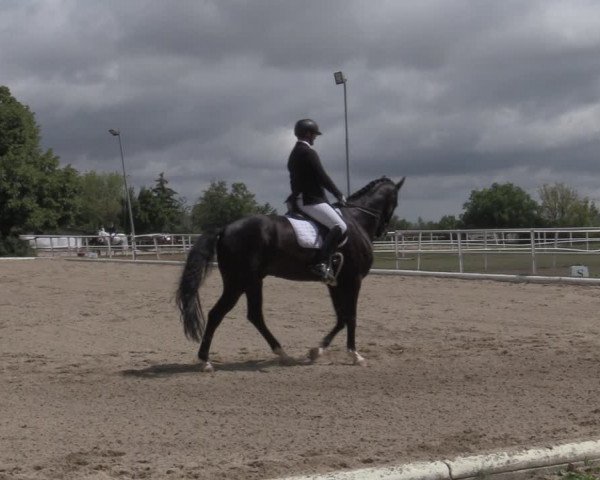 Reitturnier Kottingbrunn 2022