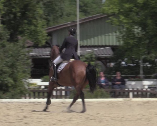 Reitturnier Kottingbrunn 2022