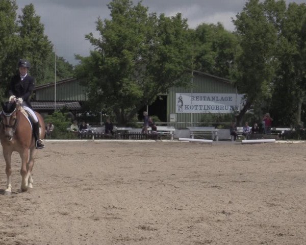 Reitturnier Kottingbrunn 2022