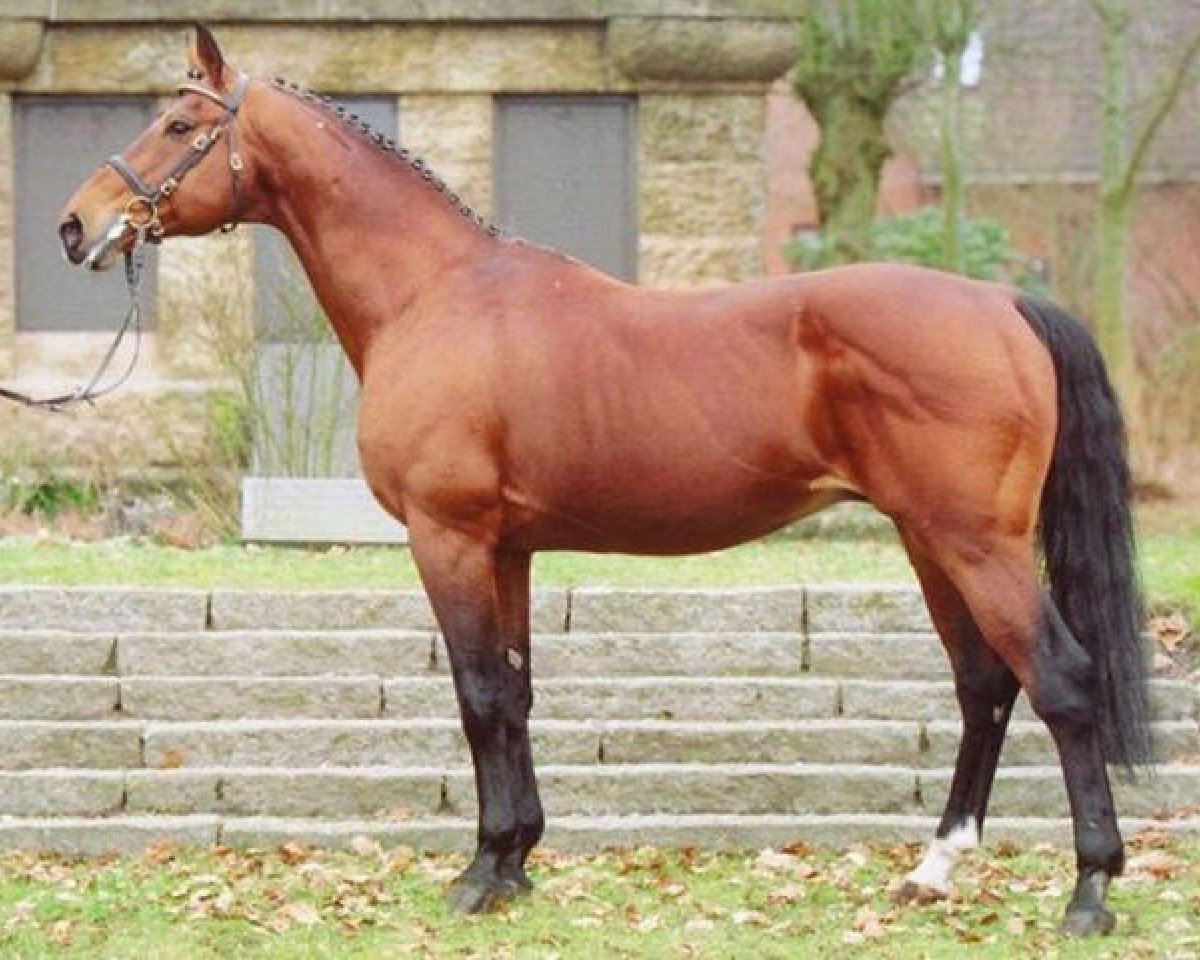 Deckhengst Urleven Pironniere (Selle Français, 1986, von Hurlevent)